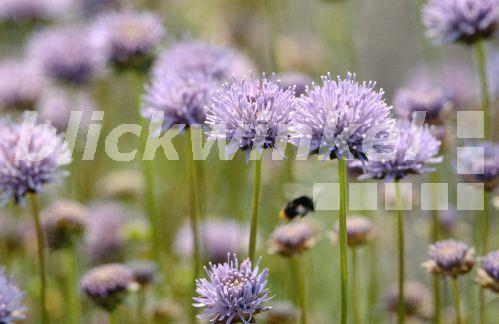 Ausdauerndes Sandgloeckchen (Jasione laevis), bluehend.<BR>perennial sheep's-bit (Jasione laevis), blooming. - R. Koenig