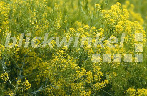 Faerber-Waid, Faerberwaid (Isatis tinctoria), bluehend.<BR>dryer's woad (Isatis tinctoria), blooming. - R. Koenig