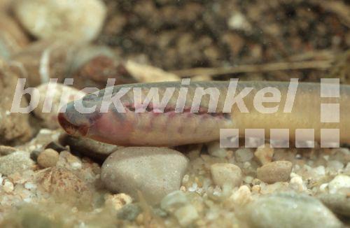 Ukrainisches Bachneunauge (Eudontomyzon mariae), Portraet, Oesterreich<BR>Ukrainian brook lamprey (Eudontomyzon mariae), portrait, Austria - A. Hartl