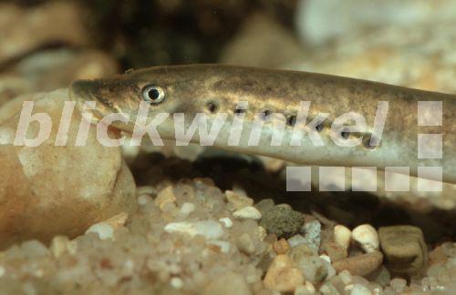 Bachneunauge (Lampetra planeri), an Stein saugend, Deutschland<BR>brook lamprey, European brook lamprey (Lampetra planeri), sucking on stone, Germany - A. Hartl Bachneunauge (Lampetra planeri), an Stein saugend, Deutschland<BR>brook lamprey, European brook lamprey (Lampetra planeri), sucking on stone, Germany - A. Hartl