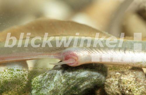 Bachneunauge (Lampetra planeri), maennliche Geschlechtspapille, Deutschland<BR>brook lamprey, European brook lamprey (Lampetra planeri), males crotch, Germany - A. Hartl
