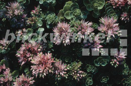 blickwinkel - Kaukasus-Fetthenne, Kaukasusfetthenne, Zweifelhafte