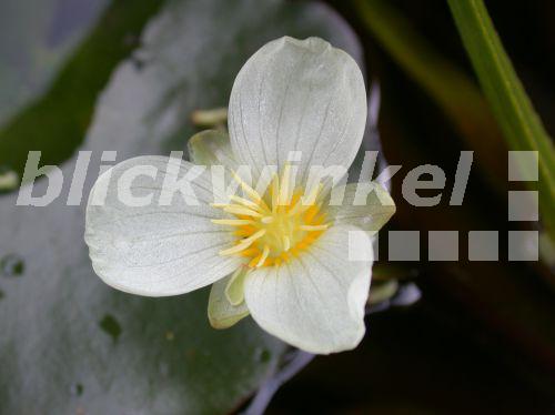 Krebsschere, Aloeblaettrige Krebsschere, Wasseraloe (Stratiotes aloides), Bluete<BR>crab's-claw, water-soldier (Stratiotes aloides), flower - etta Krebsschere, Aloeblaettrige Krebsschere, Wasseraloe (Stratiotes aloides), Bluete<BR>crab's-claw, water-soldier (Stratiotes aloides), flower - etta