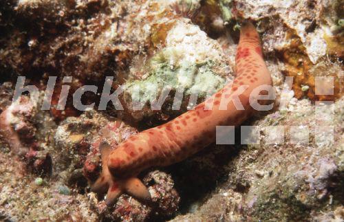 Kometen-Seestern (Linckia multifora), Regeneration (entwickelt aus einzelnem Arm neues Tier), ungeschlechtliche Vermehrung.<BR>comet star, comet seastar (Linckia multifora). - H. Goethel
