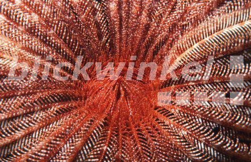 Stacheliger Haarstern (Stephanometra echinus).<BR>feather star (Stephanometra echinus). - H. Goethel Stacheliger Haarstern (Stephanometra echinus).<BR>feather star (Stephanometra echinus). - H. Goethel