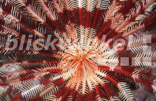 Malediven-Haarstern (Dichrometra flagellata).<BR>feather star (Dichrometra flagellata). - H. Goethel Malediven-Haarstern (Dichrometra flagellata).<BR>feather star (Dichrometra flagellata). - H. Goethel