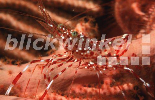 Rotweiss-gepunktete Putzergarnele (Urocaridella sp.), Weibchen mit Eiern.<BR>cleaner shrimp (Urocaridella sp.). - H. Goethel Rotweiss-gepunktete Putzergarnele (Urocaridella sp.), Weibchen mit Eiern.<BR>cleaner shrimp (Urocaridella sp.). - H. Goethel