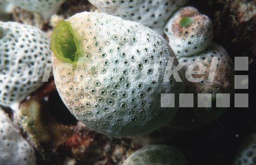 Gruene Riffseescheide (Didemnum molle), Kolonie.<BR>green reef sea-squirt (Didemnum molle). - H. Goethel