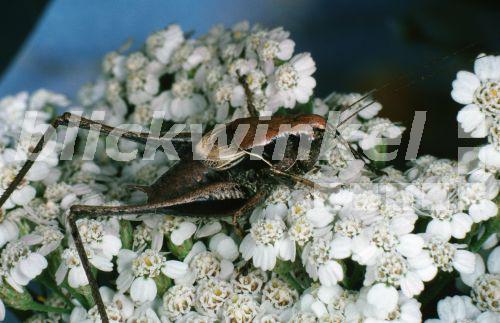Gewoehnliche Strauchschrecke (Pholidoptera griseoaptera), Maennchen.<BR>dark bushcricket (Pholidoptera griseoaptera). - Hecker/Sauer