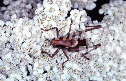 Gewoehnliche Strauchschrecke (Pholidoptera griseoaptera), Maennchen.<BR>dark bushcricket (Pholidoptera griseoaptera). - Hecker/Sauer Gewoehnliche Strauchschrecke (Pholidoptera griseoaptera), Maennchen.<BR>dark bushcricket (Pholidoptera griseoaptera). - Hecker/Sauer