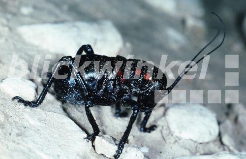Blutspritzer-Heuschrecke (Hetrodinae).<BR>grasshopper (Hetrodinae). - Hecker/Sauer Blutspritzer-Heuschrecke (Hetrodinae).<BR>grasshopper (Hetrodinae). - Hecker/Sauer