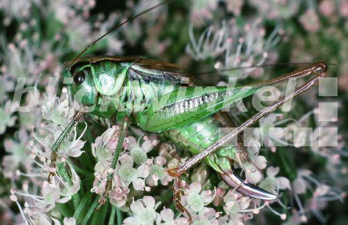 Roesels Beissschrecke (Metrioptera roeselii), Weibchen.<BR>Roesels bushcricket (Metrioptera roeselii). - Hecker/Sauer Roesels Beissschrecke (Metrioptera roeselii), Weibchen.<BR>Roesels bushcricket (Metrioptera roeselii). - Hecker/Sauer