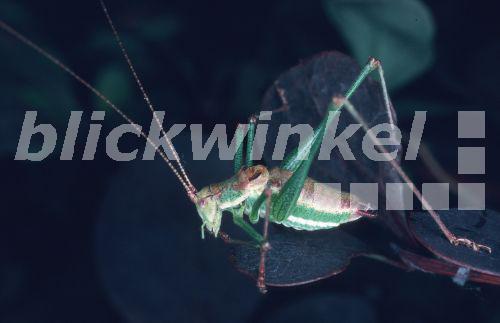 Getreifte Zartschrecke (Leptophyes albovittata).<BR>striped bushcricket (Leptophyes albovittata). - Hecker/Sauer
