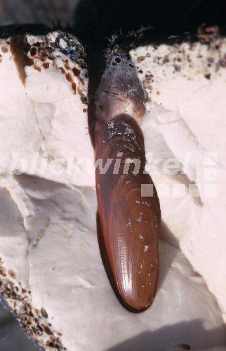 Steindattel, Seedattel, Meeresdattel, Gemeine Steinlaus (Pschyrembel) (Lithophaga lithophaga), bohrt in Stein.<BR>common stonelouse (Lithophaga lithophaga), boring in stone. - Hecker/Sauer Steindattel, Seedattel, Meeresdattel, Gemeine Steinlaus (Pschyrembel) (Lithophaga lithophaga), bohrt in Stein.<BR>common stonelouse (Lithophaga lithophaga), boring in stone. - Hecker/Sauer