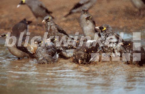 Lappenstar (Creatophora cinerea), Gruppe beim Baden in einer Pfuetze, Suedafrika, Kruger NP, Nov 01.<BR>wattled starling (Creatophora cinerea), group, bathing in in a puddle, Nov 01. - A. Liedmann
