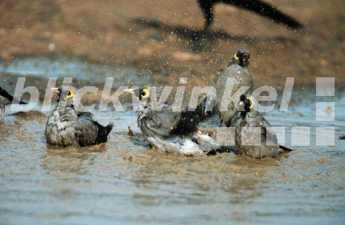 Lappenstar (Creatophora cinerea), Gruppe beim Baden.<BR>wattled starling (Creatophora cinerea). - A. Liedmann Lappenstar (Creatophora cinerea), Gruppe beim Baden.<BR>wattled starling (Creatophora cinerea). - A. Liedmann