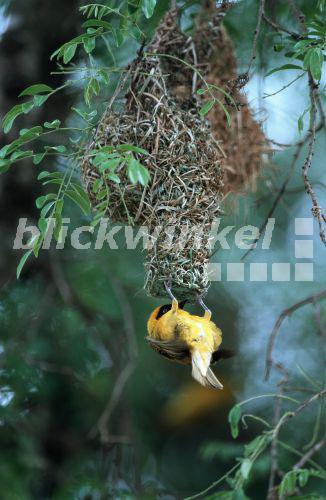 Canabisweber (Ploceus intermedius), maennlich,beim Nestbau.<BR>lesser masked weaver (Ploceus intermedius). - A. Liedmann Canabisweber (Ploceus intermedius), maennlich,beim Nestbau.<BR>lesser masked weaver (Ploceus intermedius). - A. Liedmann