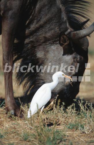 Kuhreiher (Bubulcus ibis), adult, mit erbeuteter Gottesanbeterin, neben Kaffernbueffel, Suedafrika, Kalahari Gemsbok NP, Nov 01.<BR>cattle egret (Bubulcus ibis), adult, with captured preying mantis, beside a buffalo, Nov 01. - A. Liedmann Kuhreiher (Bubulcus ibis), adult, mit erbeuteter Gottesanbeterin, neben Kaffernbueffel, Suedafrika, Kalahari Gemsbok NP, Nov 01.<BR>cattle egret (Bubulcus ibis), adult, with captured preying mantis, beside a buffalo, Nov 01. - A. Liedmann