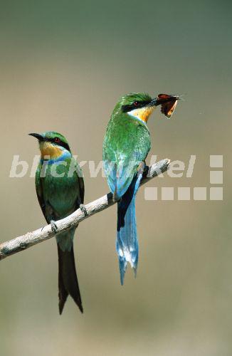 Schwalbenschwanzspint (Merops hirundineus), Paar, auf einem Zeig sitzend, Ansitz, ein Tier mit Beute im Schnabel, Suedafrika, Kalahari Gemsbok NP, Nov 01.<BR>swallow-tailed bee eater (Merops hirundineus), pair, sitting on twig, lookout, one individual with captured insects in bill, Nov 01. - A. Liedmann