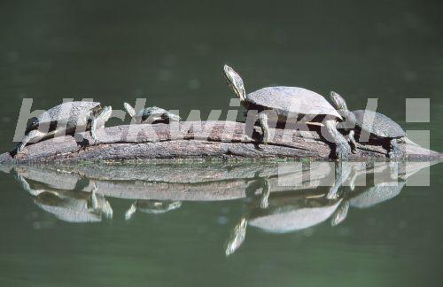 Rotwangen-Schmuckschildkroete (Pseudemys scripta elegans, Trachemys scripta elegans), vier Tiere auf Baumstamm spiegeln sich im ruhigen Wasser, USA<BR>red-eared turtle, red-eared slider (Pseudemys scripta elegans, Trachemys scripta elegans), four individuals on trunk, reflecting in water, USA - B. Lamm