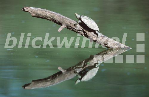 Rotwangen-Schmuckschildkroete (Pseudemys scripta elegans, Trachemys scripta elegans), Sonnenbad auf Ast, USA<BR>red-eared turtle, red-eared slider (Pseudemys scripta elegans, Trachemys scripta elegans), sunbath on branch, USA - B. Lamm Rotwangen-Schmuckschildkroete (Pseudemys scripta elegans, Trachemys scripta elegans), Sonnenbad auf Ast, USA<BR>red-eared turtle, red-eared slider (Pseudemys scripta elegans, Trachemys scripta elegans), sunbath on branch, USA - B. Lamm