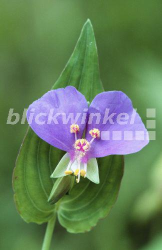Commeline, Tagblume (Commelina erecta), bluehend, USA<BR>dayflower (Commelina erecta), blooming, USA - B. Lamm Commeline, Tagblume (Commelina erecta), bluehend, USA<BR>dayflower (Commelina erecta), blooming, USA - B. Lamm