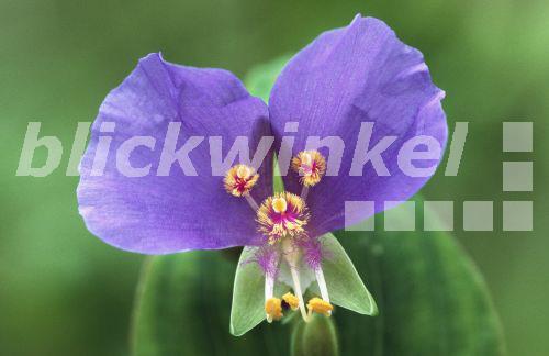 Commeline, Tagblume (Commelina erecta), bluehend, USA<BR>dayflower (Commelina erecta), blooming, USA - B. Lamm Commeline, Tagblume (Commelina erecta), bluehend, USA<BR>dayflower (Commelina erecta), blooming, USA - B. Lamm
