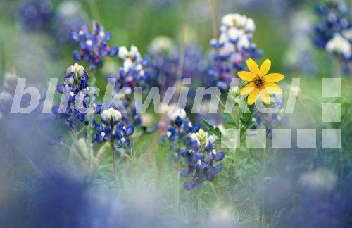 Texaslupine, Texas-Lupine (Lupinus texensis), USA, Texas<BR>Texas bluebonnet (Lupinus texensis), USA, Texas - B. Lamm