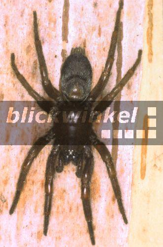 Plattbauchspinne, Plattbauch-Spinne (Scotophaeus scutatus)<BR>ground spider (Scotophaeus scutatus) - Hecker/Sauer