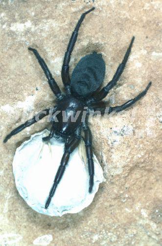 Plattbauchspinne, Plattbauch-Spinne, Glattbauchspinne, Glattbauch-Spinne (Gnaphosa lucifuga (lugubris))<BR>hunting spiders, ground spiders (Gnaphosa lucifuga (lugubris)) - Hecker/Sauer Plattbauchspinne, Plattbauch-Spinne, Glattbauchspinne, Glattbauch-Spinne (Gnaphosa lucifuga (lugubris))<BR>hunting spiders, ground spiders (Gnaphosa lucifuga (lugubris)) - Hecker/Sauer