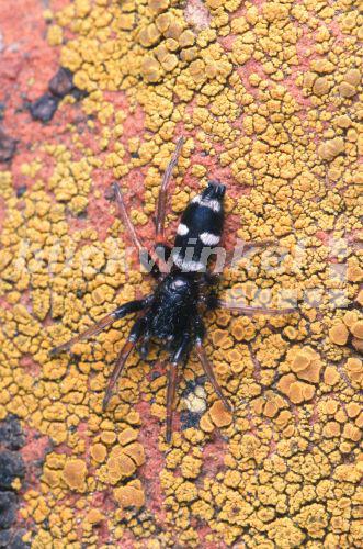 Plattbauchspinne, Plattbauch-Spinne (Poecilochroa variana)<BR>ground spider (Poecilochroa variana) - Hecker/Sauer Plattbauchspinne, Plattbauch-Spinne (Poecilochroa variana)<BR>ground spider (Poecilochroa variana) - Hecker/Sauer