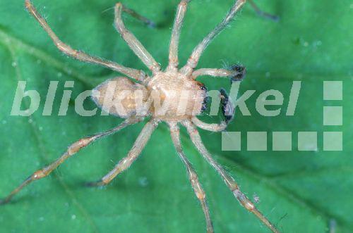 Dornfinger-Spinne, Dornfingerspinne (Cheiracanthium virescens)<BR>sac spider (Cheiracanthium virescens) - Hecker/Sauer Dornfinger-Spinne, Dornfingerspinne (Cheiracanthium virescens)<BR>sac spider (Cheiracanthium virescens) - Hecker/Sauer