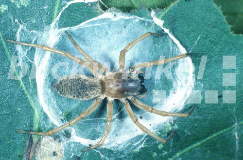 Sackspinne, Sack-Spinne (Clubiona phragmitis)<BR>sac spider (Clubiona phragmitis) - Hecker/Sauer