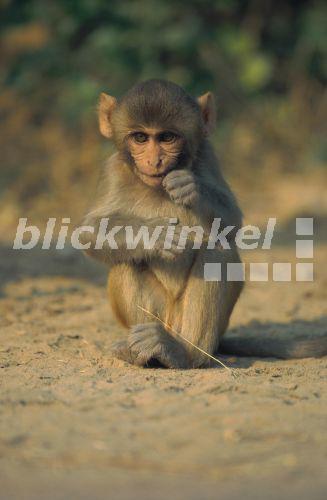 Rhesusaffe, Rhesusmakak (Macaca mulatta), Jungtier, Indien<BR>rhesus monkey, rhesus macacque (Macaca mulatta), young, India - A. Liedmann