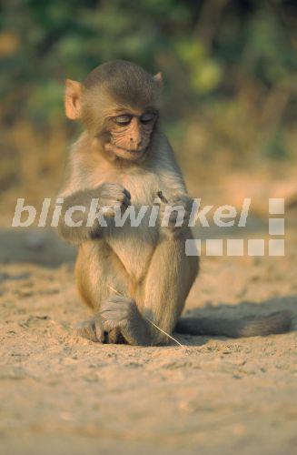 Rhesusaffe, Rhesusmakak (Macaca mulatta), Jungtier, Indien<BR>rhesus monkey, rhesus macacque (Macaca mulatta), young, India - A. Liedmann Rhesusaffe, Rhesusmakak (Macaca mulatta), Jungtier, Indien<BR>rhesus monkey, rhesus macacque (Macaca mulatta), young, India - A. Liedmann