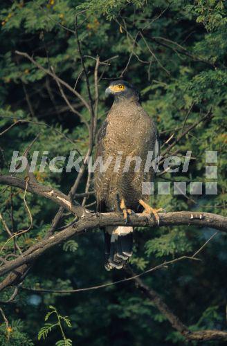 Schlangenweihe (Spilornis cheela), adult, auf Ast sitzend, Indien<BR>crested serpent eagle (Spilornis cheela), sitting on branch, India - A. Liedmann Schlangenweihe (Spilornis cheela), adult, auf Ast sitzend, Indien<BR>crested serpent eagle (Spilornis cheela), sitting on branch, India - A. Liedmann