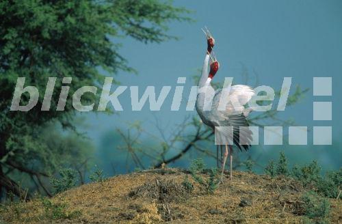 Saruskranich (Grus antigone), Paar, rufend, Indien<BR>sarus crane (Grus antigone), couple, mating, India - A. Liedmann Saruskranich (Grus antigone), Paar, rufend, Indien<BR>sarus crane (Grus antigone), couple, mating, India - A. Liedmann