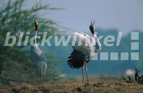 Saruskranich (Grus antigone), Paar, rufend, Indien<BR>sarus crane (Grus antigone), couple, mating, India - A. Liedmann