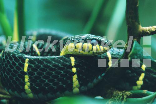 Mangroven-Nachtbaumnatter (Boiga dendrophila), Portraet<BR>mangrove snake, Gold-ringed Cat Snake (Boiga dendrophila), portrait - R. Koenig