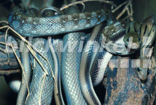 Indische Schmucknatter (Elaphe helena), zwei Tiere<BR>common trinket snake (Elaphe helena), two individuals - R. Koenig Indische Schmucknatter (Elaphe helena), zwei Tiere<BR>common trinket snake (Elaphe helena), two individuals - R. Koenig
