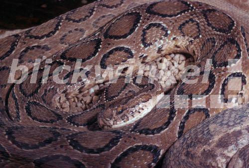 Kettenviper, Russells Viper (Daboia russelli, Vipera russelli), eingerollt<BR>Russell' viper (Daboia russelli, Vipera russelli), rolled up - R. Koenig Kettenviper, Russells Viper (Daboia russelli, Vipera russelli), eingerollt<BR>Russell' viper (Daboia russelli, Vipera russelli), rolled up - R. Koenig