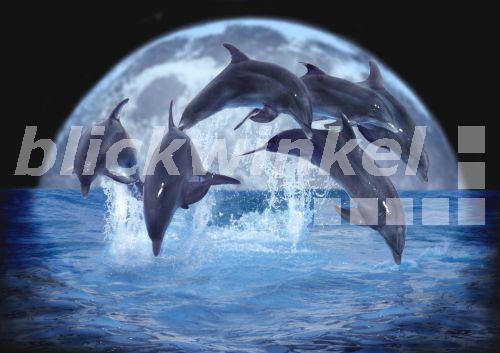 Grosser Tuemmler, Grosstuemmler, Flaschennasendelphin (Tursiops truncatus), sechs Tiere nebeneinander, im Sprung, mit Sonnenuntergang im Hintergrund, Composing<BR>bottlenosed dolphin, common bottle-nosed dolphin (Tursiops truncatus), six individuals side by side, jumping, with sunset in the background, composing - H. Schmidbauer Grosser Tuemmler, Grosstuemmler, Flaschennasendelphin (Tursiops truncatus), sechs Tiere nebeneinander, im Sprung, mit Sonnenuntergang im Hintergrund, Composing<BR>bottlenosed dolphin, common bottle-nosed dolphin (Tursiops truncatus), six individuals side by side, jumping, with sunset in the background, composing - H. Schmidbauer