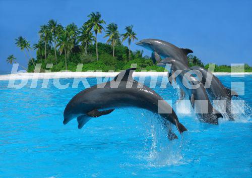 Grosser Tuemmler, Grosstuemmler, Flaschennasendelphin (Tursiops truncatus), sechs Tiere nebeneinander, im Sprung, mit tropischer Inselg im Hintergrund, Composing<BR>bottlenosed dolphin, common bottle-nosed dolphin (Tursiops truncatus), six individuals side by side, jumping, with tropical island in background, composing - H. Schmidbauer
