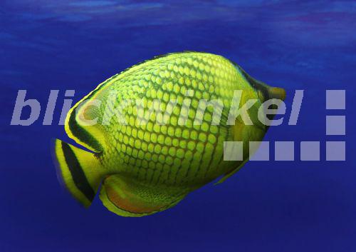 Schwarzruecken-Falterfisch (Chaetodon melanotus)<BR>striped butterflyfish, black-backed butterflyfish, blackback butterflyfish (Chaetodon melanotus) - H. Schmidbauer