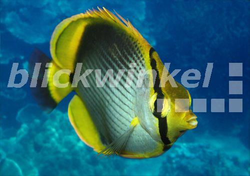 Grossschuppen-Falterfisch (Chaetodon rafflesii)<BR>Raffles butterflyfish, latticed butterflyfish, tifitifi-pale (Chaetodon rafflesii) - H. Schmidbauer Grossschuppen-Falterfisch (Chaetodon rafflesii)<BR>Raffles butterflyfish, latticed butterflyfish, tifitifi-pale (Chaetodon rafflesii) - H. Schmidbauer