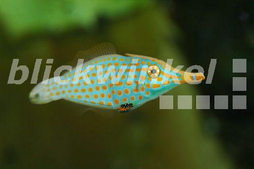 Gruener Feilenfisch (Brachaluteres ulvarum)<BR>Japanese inflator filefish (Brachaluteres ulvarum) - H. Schmidbauer Gruener Feilenfisch (Brachaluteres ulvarum)<BR>Japanese inflator filefish (Brachaluteres ulvarum) - H. Schmidbauer