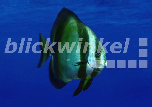 Langflossen-Fledermausfisch (Platax teira)<BR>teira batfish (Platax teira) - H. Schmidbauer Langflossen-Fledermausfisch (Platax teira)<BR>teira batfish (Platax teira) - H. Schmidbauer