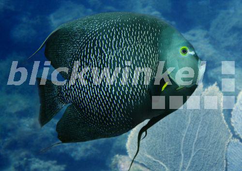 Franzosen-Kaiserfisch, Schwarzer Engelsfisch (Pomacanthus paru)<BR>French angelfish (Pomacanthus paru) - H. Schmidbauer