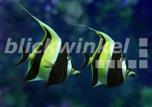 Halfterfisch, Maskenfisch, Maskenwimpelfisch (Zanclus spec.), Duo, von der Seite<BR>Moorish idol (Zanclus spec.), duo, lateral - H. Schmidbauer