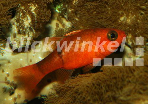 Roter Kardinal (Apogon coccineus)<BR>cryptic cardinalfish (Apogon coccineus) - H. Schmidbauer Roter Kardinal (Apogon coccineus)<BR>cryptic cardinalfish (Apogon coccineus) - H. Schmidbauer